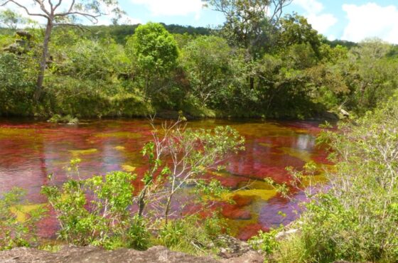 Caño Cristales: el Río de Colores