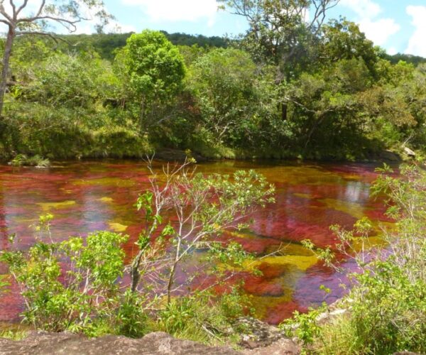 Caño Cristales: el Río de Colores