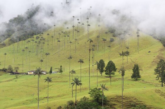 Valle de Cocora y Salento